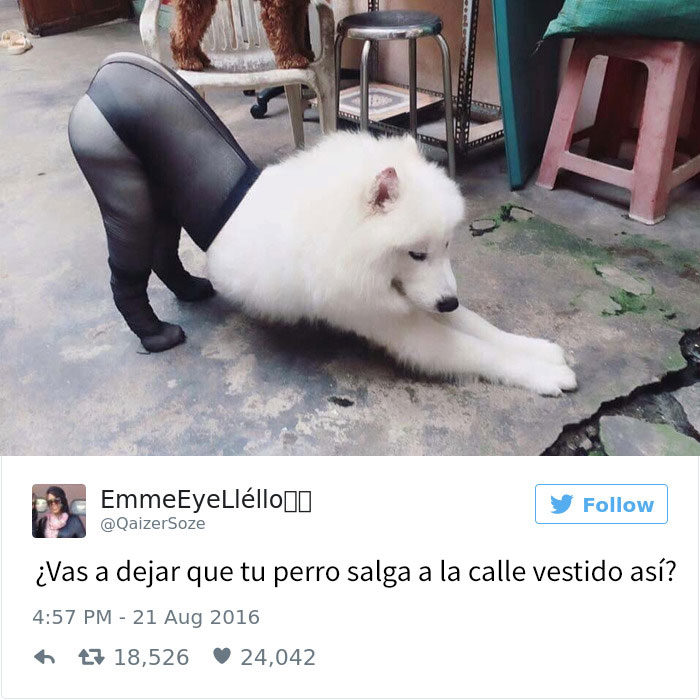 Tuit gracioso sobre perros haciendo travesuras 