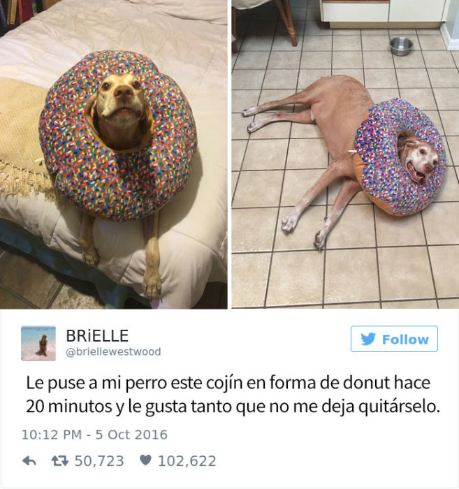 Tuit gracioso sobre perros haciendo travesuras 