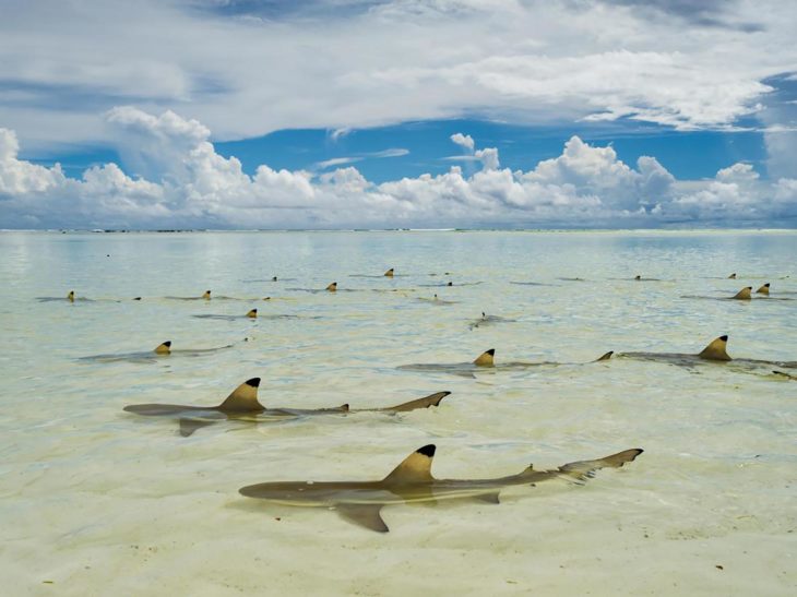 Mejor fotografía de National Geographic 