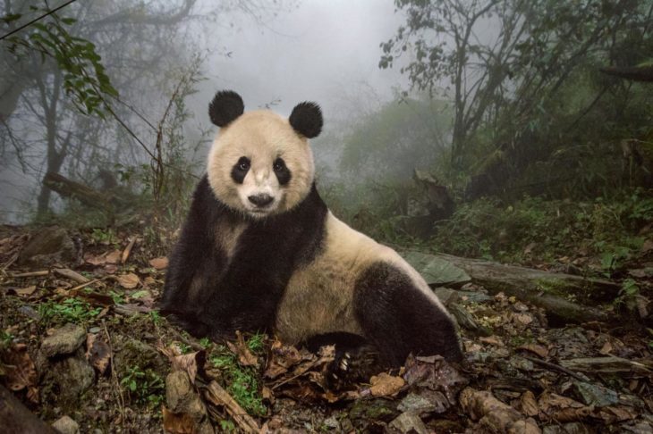 Mejor fotografía de National Geographic 