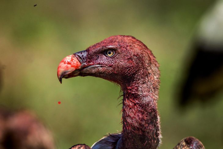 Mejor fotografía de National Geographic 