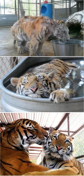 tigre bengala rescatado de circo