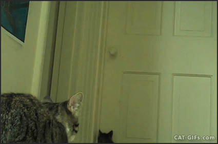 gato abriendo la puerta