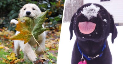 25 adorables perritos que serán lo más tierno que verás hoy