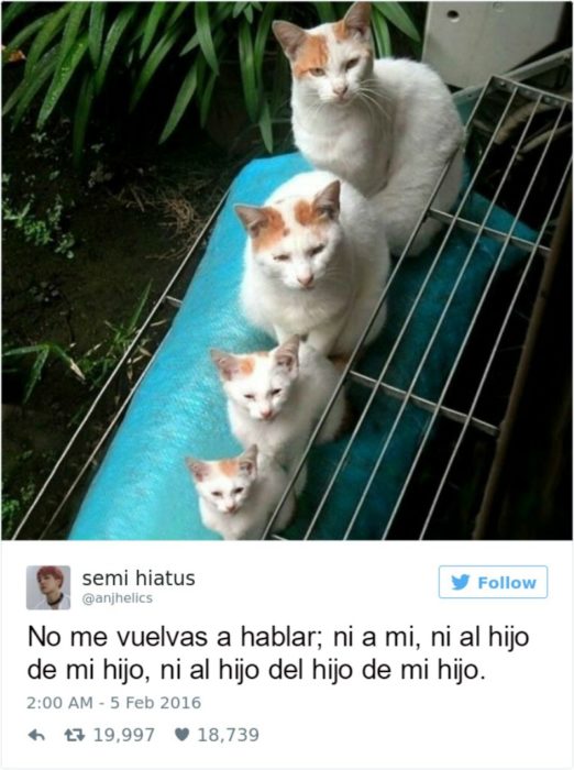 Captura de pantalla Twitter gatos pequeños al lado de un gato grande 