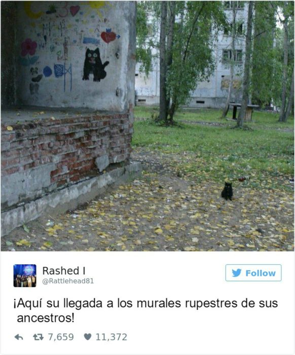 Captura de pantalla Twitter gato al lado de una pared 