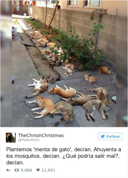 Captura de pantalla Twitter gatos acostados en el suelo 