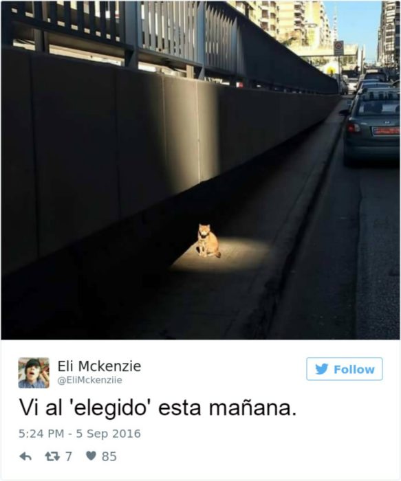 Captura de pantalla Twitter gato bajo una luz en la calle 