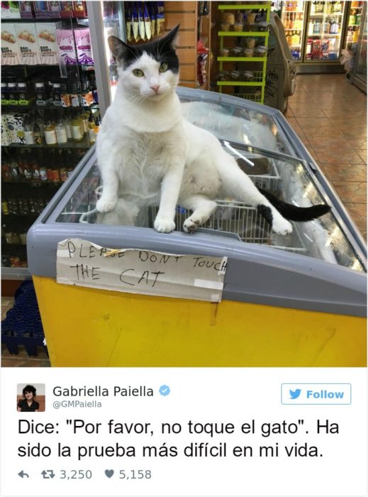 Captura de pantalla Twitter gato arriba de refrigerador 