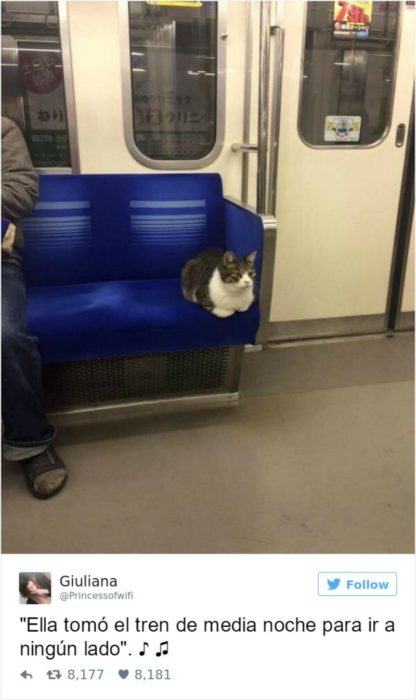 Captura de pantalla Twitter gato sentado en un tren 