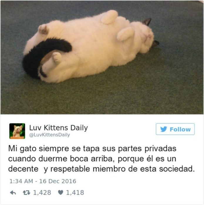 Captura de pantalla Twitter gato acostado boca arriba 