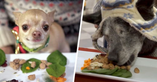 Animales de un refugio animal disfrutaron de una deliciosa cena de navidad y es lo más adorable