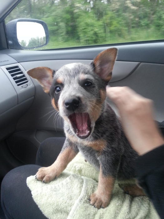 Cachorro 3