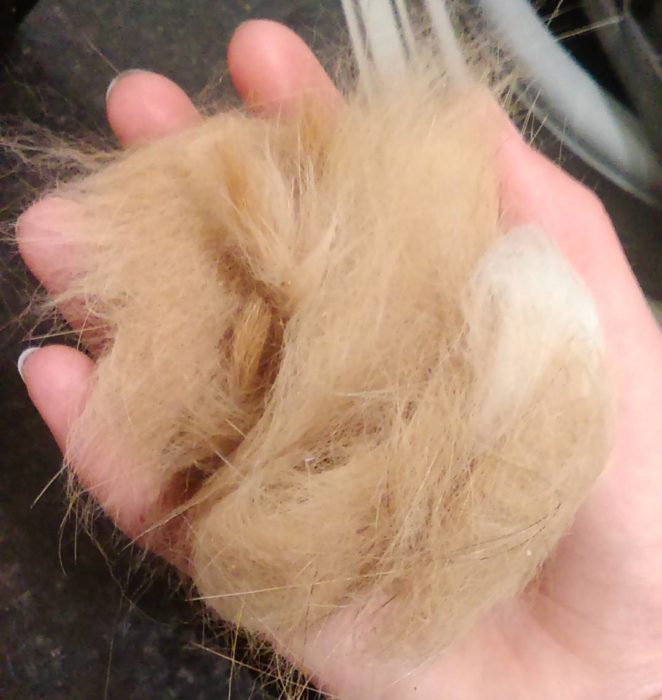 Bola de pelos de un gato 