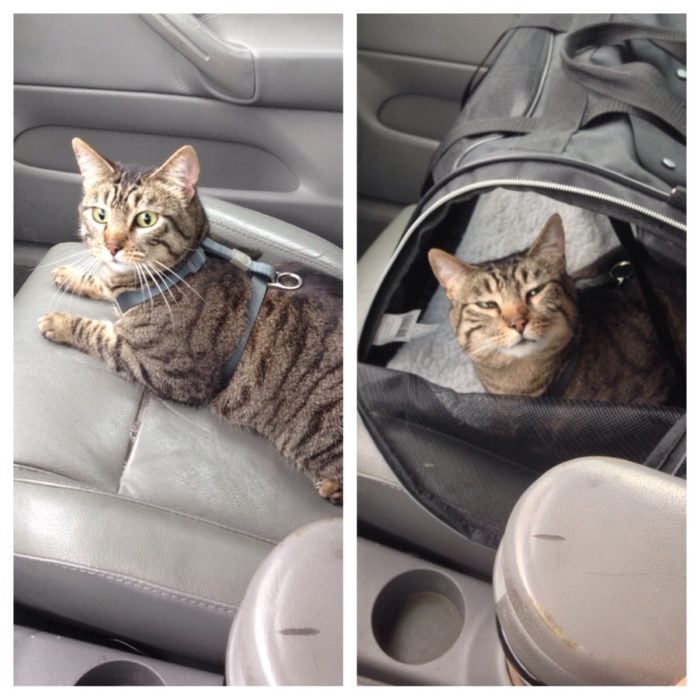 Gato viajando en coche 