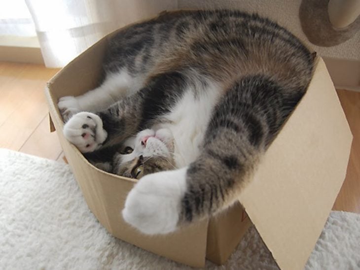 Gato dentro de una caja de cartón 