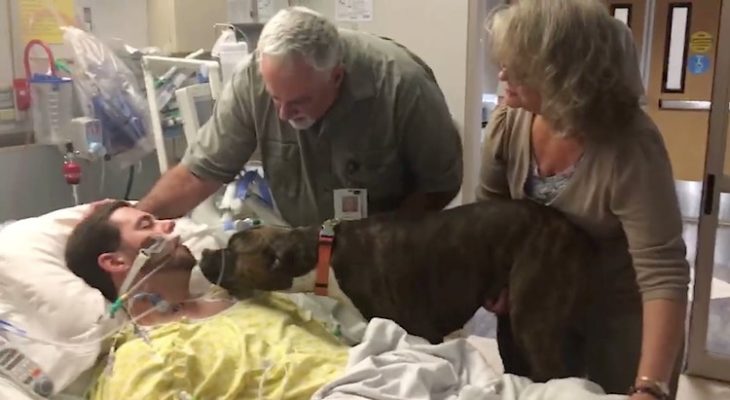 Una perra boxer visitando a un enfermo en un hospital 