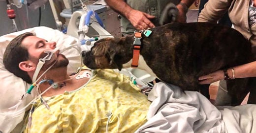 ¡La despedida más conmovedora! Una perrita asiste al hospital a darle el último adiós a su amo