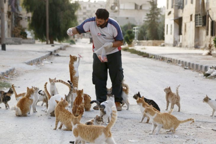 hombre alimenta a una decena de gatos 