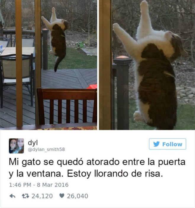 Captura de pantalla Twitter gato entre dos ventanas