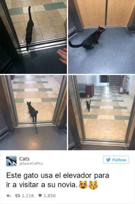 Captura de pantalla Twitter gato saliendo de un elevador