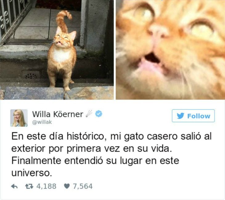 Captura de pantalla Twitter gato asombrado mira al cielo