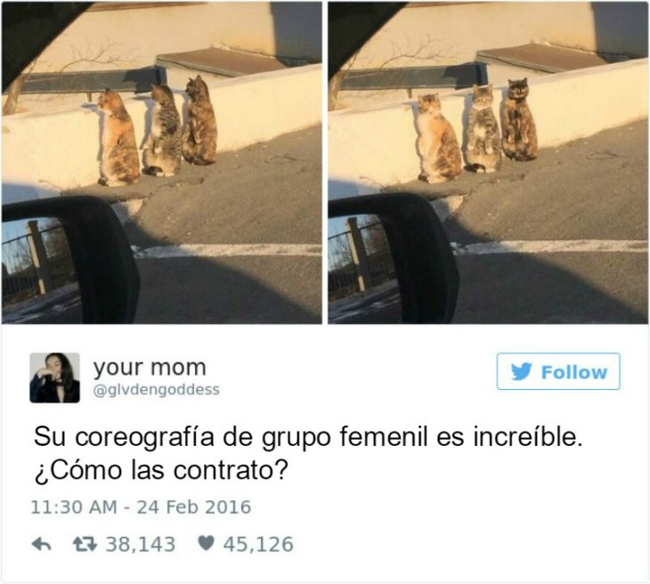 Captura de pantalla Twitter gatos tras una parde 