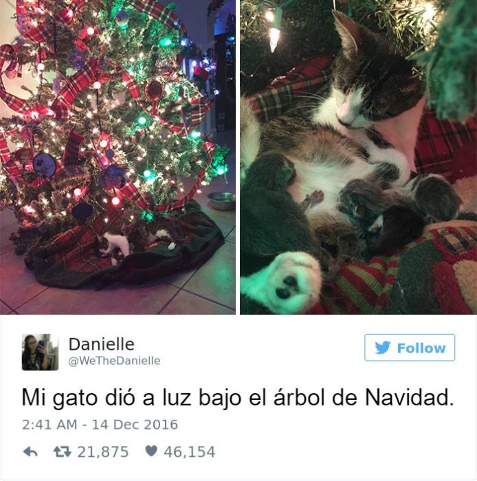 Captura de pantalla Twitter gato bajo un arbol y cachorros 