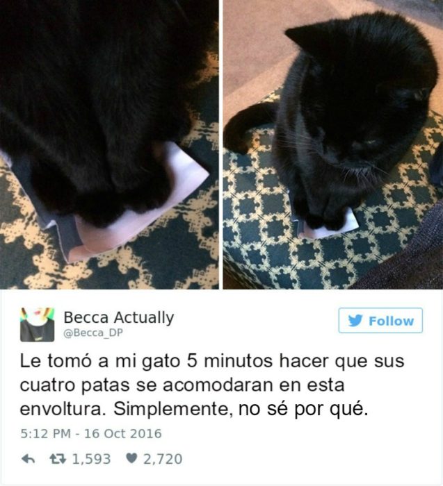 Captura de pantalla Twitter gato parado arriba de una envoltura 