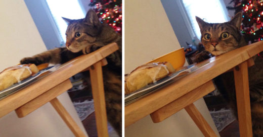 Internet ríe con este gato que fue sorprendido robando pan y su cara de culpabilidad lo dice todo