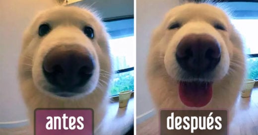 30 imágenes que muestran el antes y después de decirle “buen chico” a tu mascota