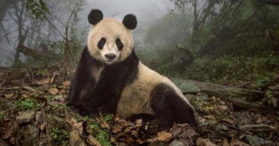 16 de las mejores fotografías de National Geographic en el 2016