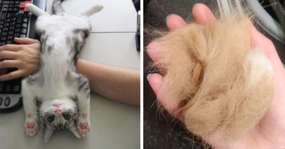 15 ‘primeras veces’ que todas las dueñas de gatos experimentan