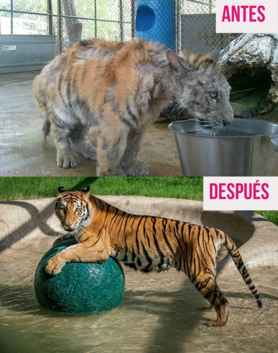 tigre desnutrido y jugando con pelota 