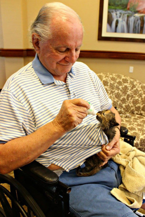 hombre alimenta a pequeño gato 