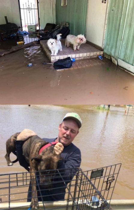 hombre rescata a perros en inundación 