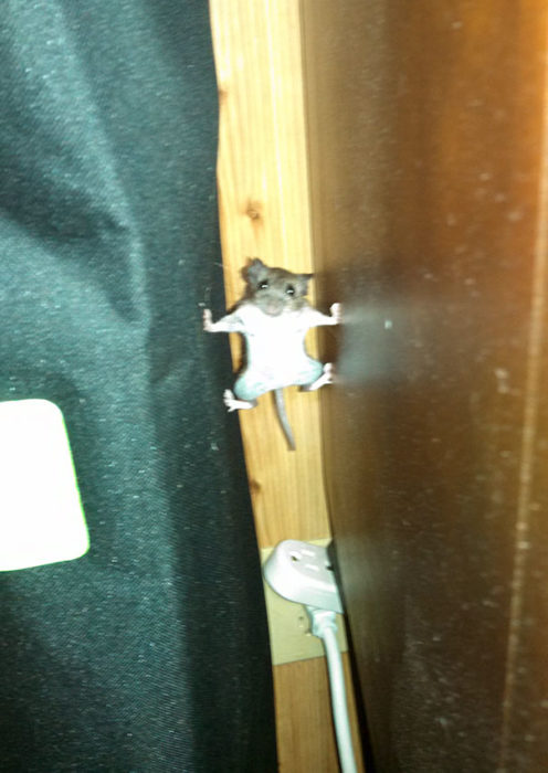 Ratón en una pose de misión imposible