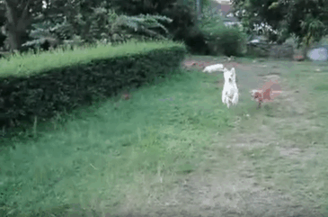 GIF perro persiguiendo a otro 