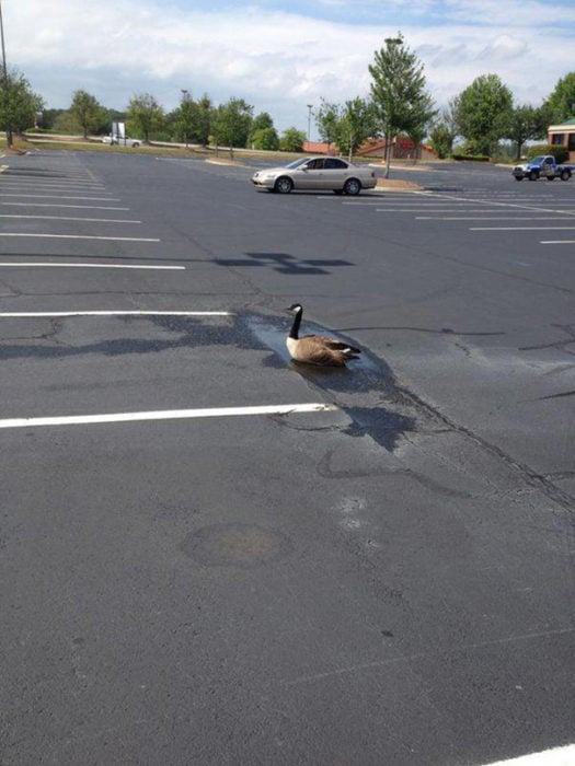Pato en un charco de un estacionamiento 