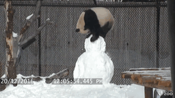 GIF oso panda destruyendo un mono de nieve 