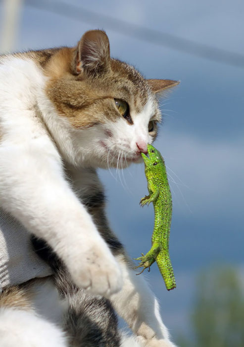 Lagartija mordiendo la nariz de un gato