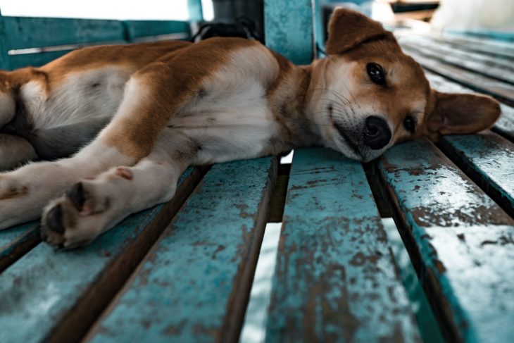 perro recostado en el cobertizo