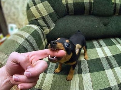 perro pequeño mordiendo dedo