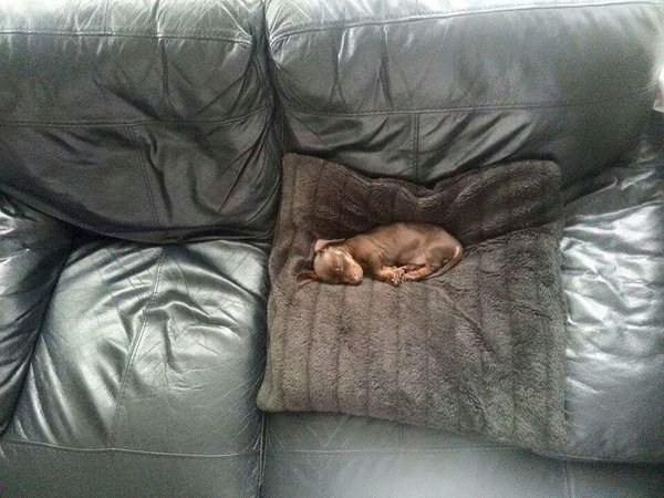 perro dormido en el sofa