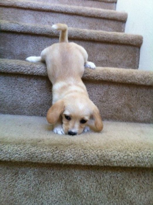 perro bajando las escaleras