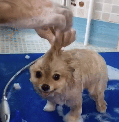 bañando al perro