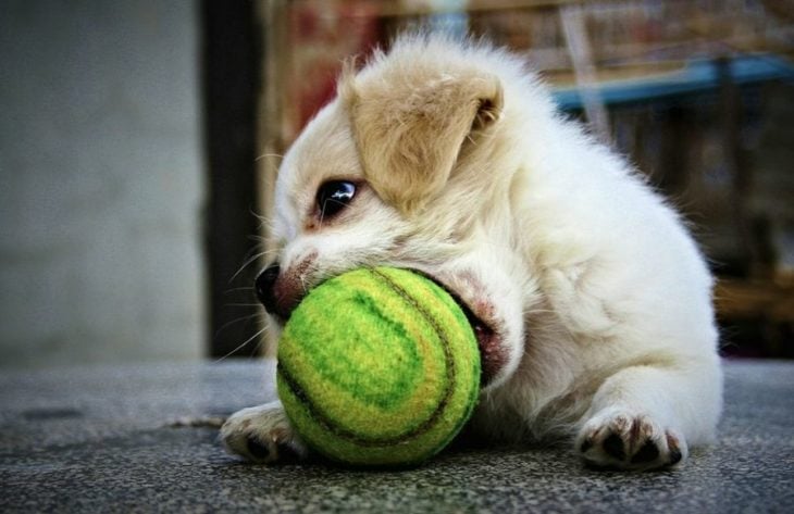 perro con pelota 