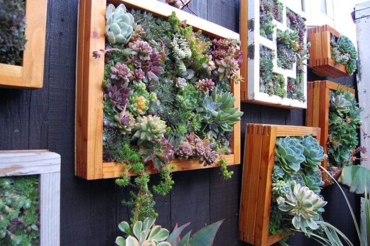 pared hecha de plantas por suculentas