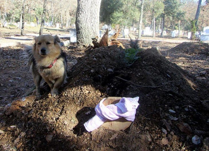 cesur acompañando a su dueño en el panteon