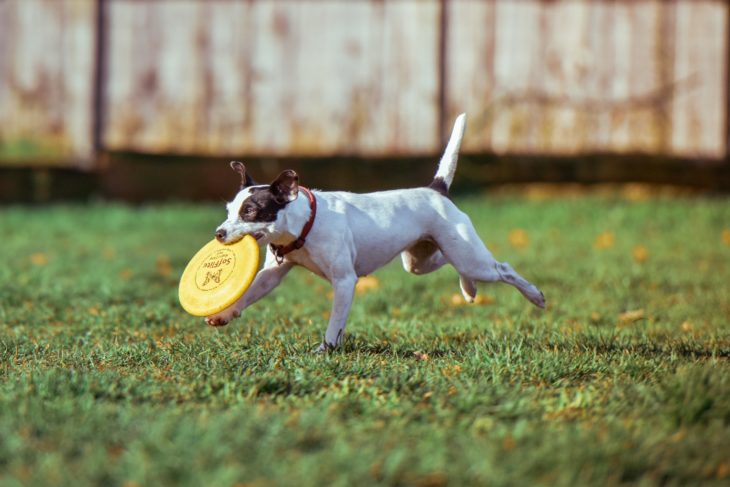 perro jugando y corriendo